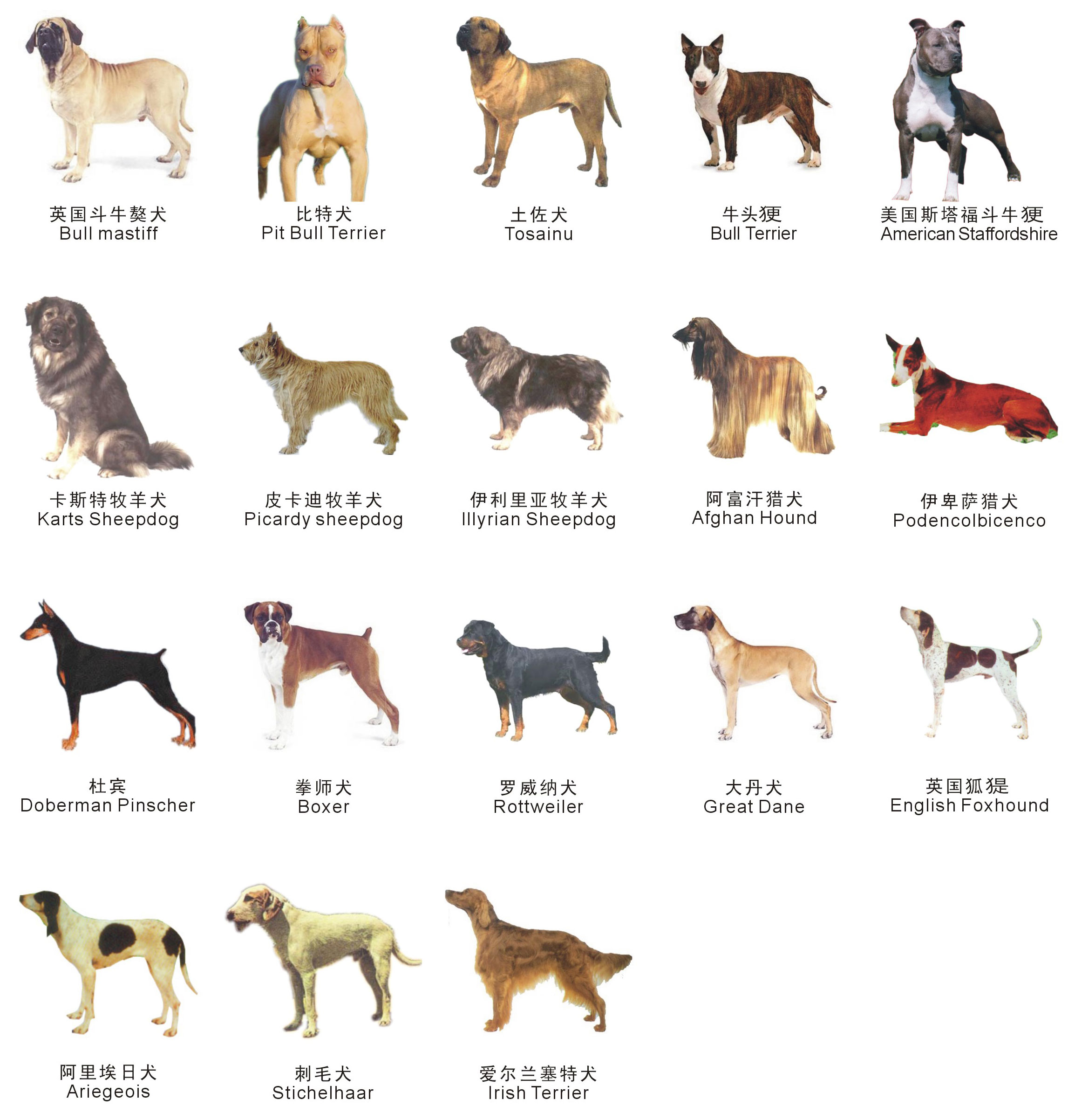 中国本地狗品种合集（1） - 知乎